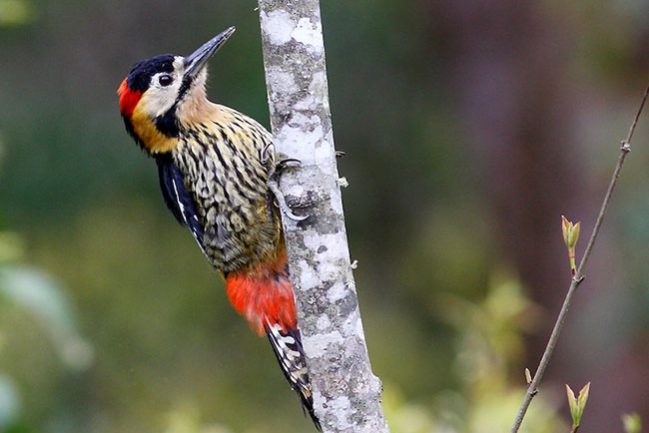 Darjeeling Woodpecker, Dendrocopos darjellensis, Bhutan