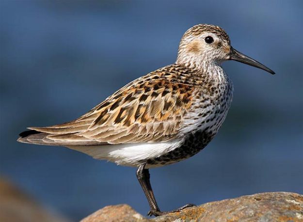 Dunlin-SS
