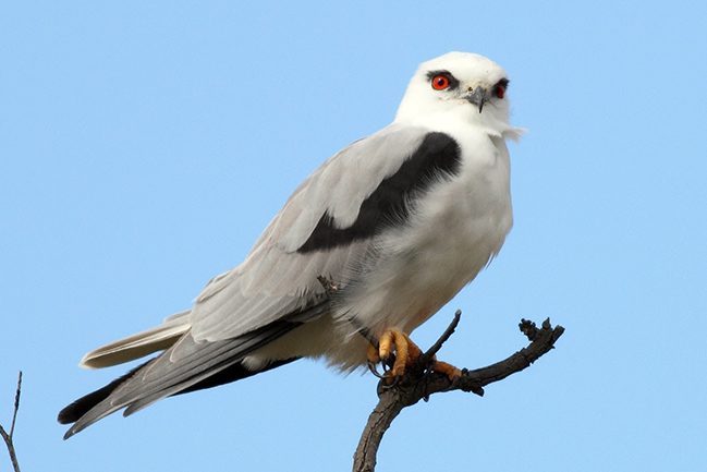 Black Shouldered Kite