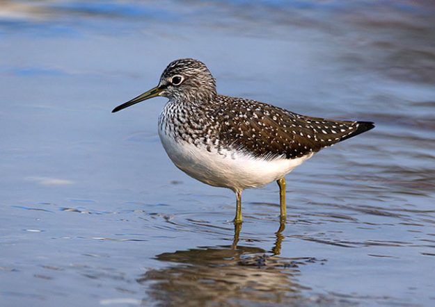 Eocheong-04-08-Green-Sandpiper_RN