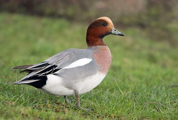 Copyright Glenn Bartleyrgbartley@gmail.com