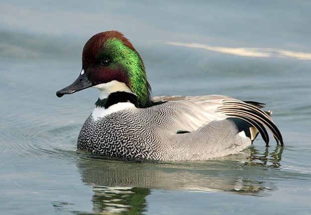 Falcated-Duck_RN-03