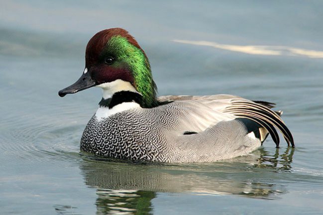 Falcated-Duck_RN-03