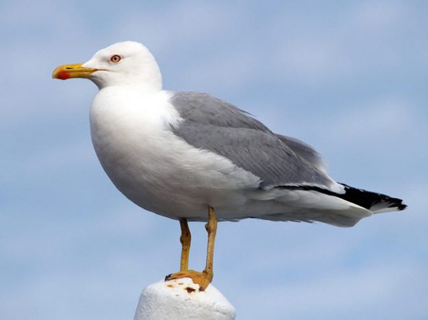 Fil751_middelhavssoelvmaage