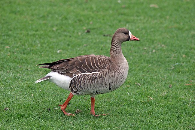 Greater White-fronted Goose (Lake Forest, 4-29-07)