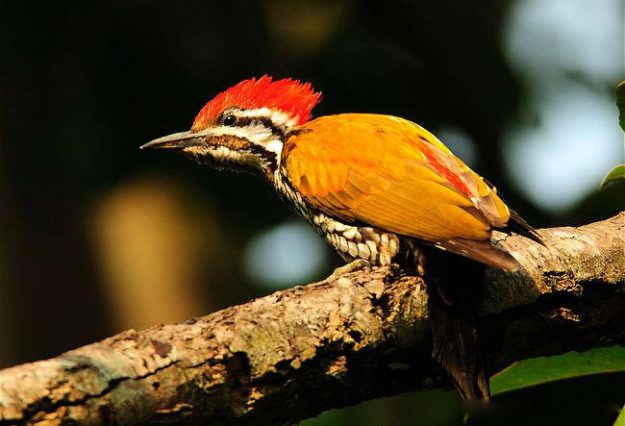 ARKive image GES126005 – Himalayan flameback