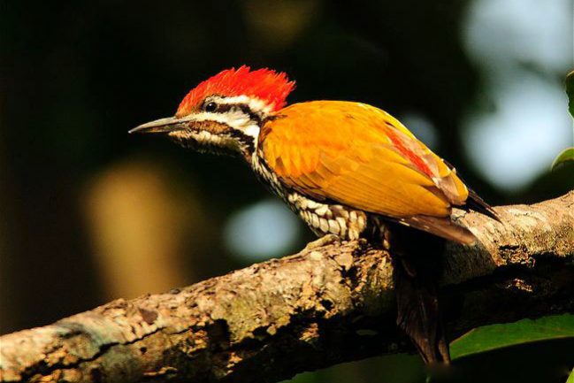 ARKive image GES126005 – Himalayan flameback