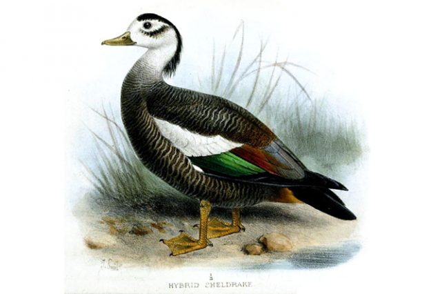 HybridDuckSmit