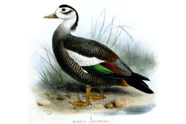 HybridDuckSmit