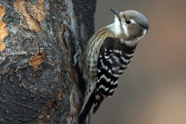 Japanese-Pygmy-Woodpecker_RN