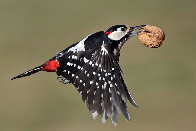 King-Great-Spotted-Woodpecker-660×440