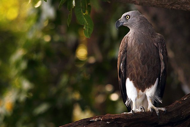 Koushik-Sreedhar-Lesser-Fish-Eagle