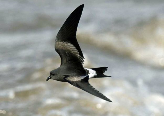 Leachs_Storm-Petrel_y03-12-076_l