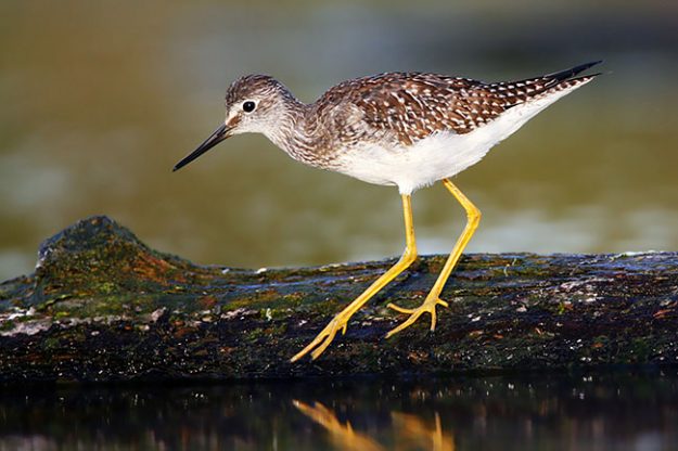 Lesser_Yellowlegs