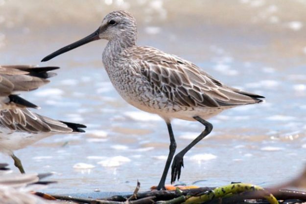Limnodromus-semipalmatus-1W1
