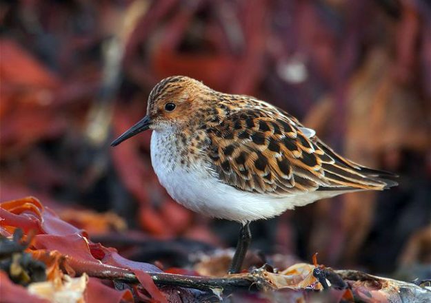 ARKive image GES055740 – Little stint