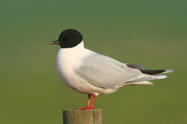 LittleGull3956adj