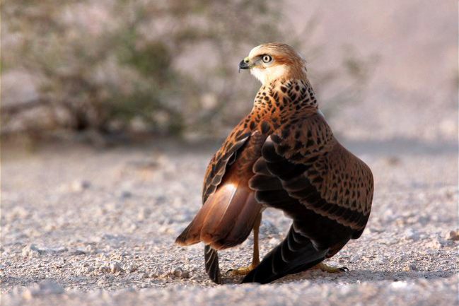 ARKive image GES132023 – Long-legged buzzard