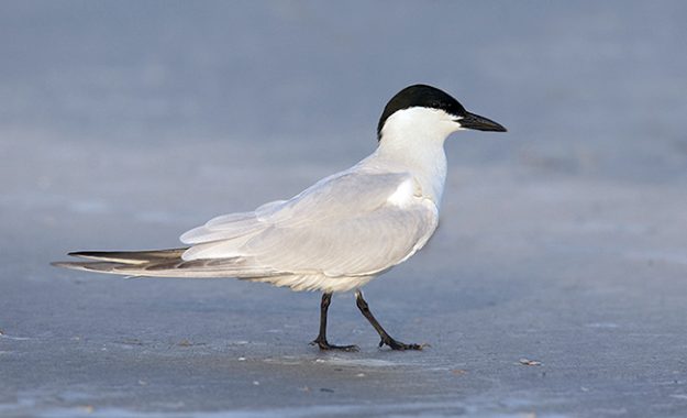 Gull-billed Tern