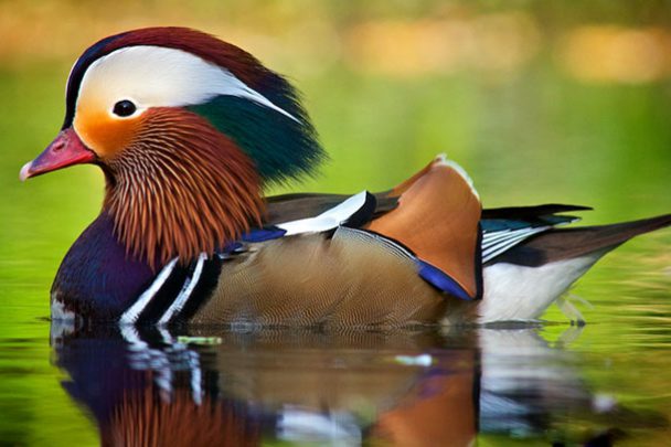 Mandarin_Duck_2