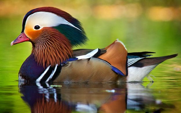 Mandarin_Duck_2