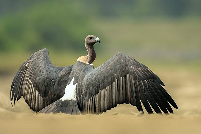 ND4_5723_900x600c_filtered_z_podpisem_White-rumped_Vulture_-_sep_bengalski