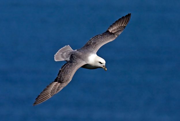 Northern-Fulmar