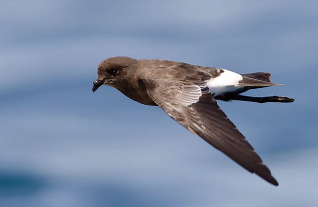 Oceanite-de-Wilson-Portugal-0811_DSC9440_w