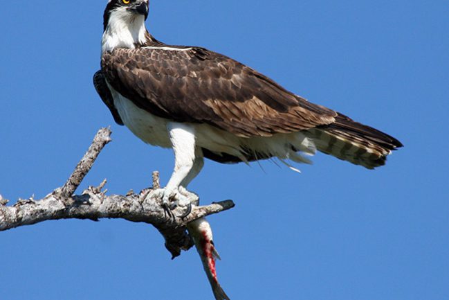 Osprey (Stuart, FL., 1-08)