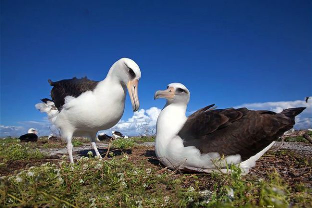 ARKive image GES132790 – Laysan albatross