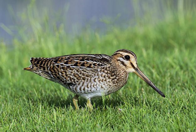 PintailedSnipe-05590