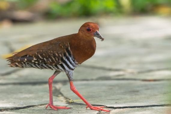 Red-legged Crake