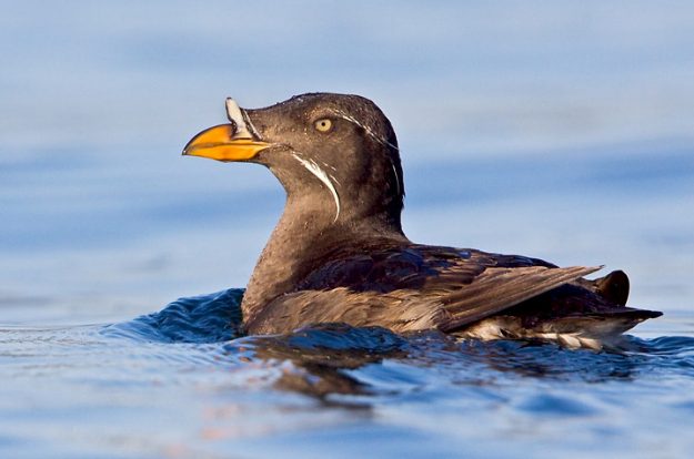 Rhinoceros Auklet (Cerorhinca monocerata)