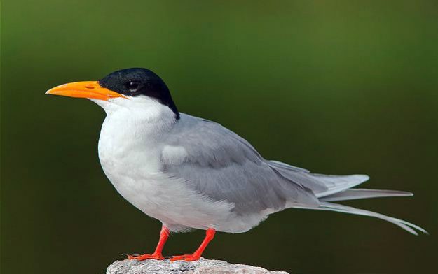ARKive image GES126658 – River tern