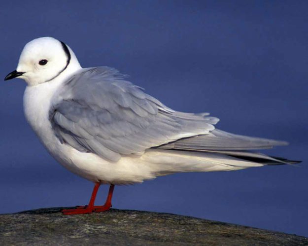 Rosss_Gull_v11-5-100_l