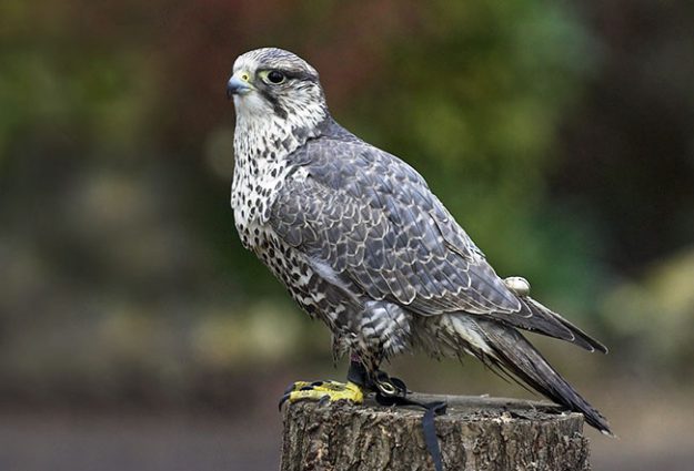 Saker-Falcon-Mongolia-National-Bird-1