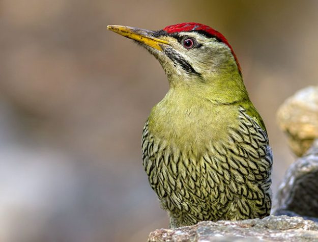 Scaly-bellied-Woodpecker