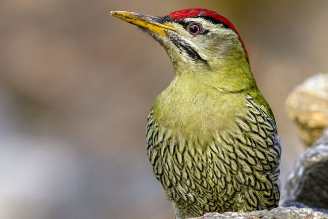 Scaly-bellied-Woodpecker