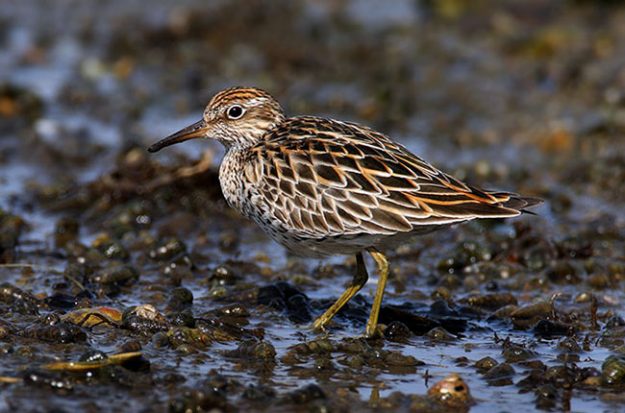 Sharp-tailed-Sandpiper_RN