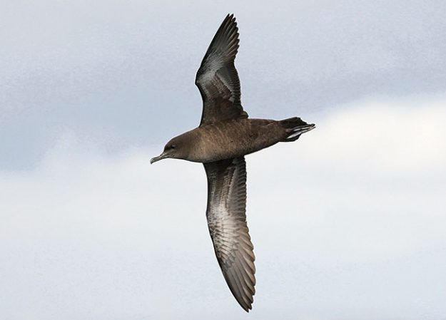 Short-tailed Shearwater Oct 2009