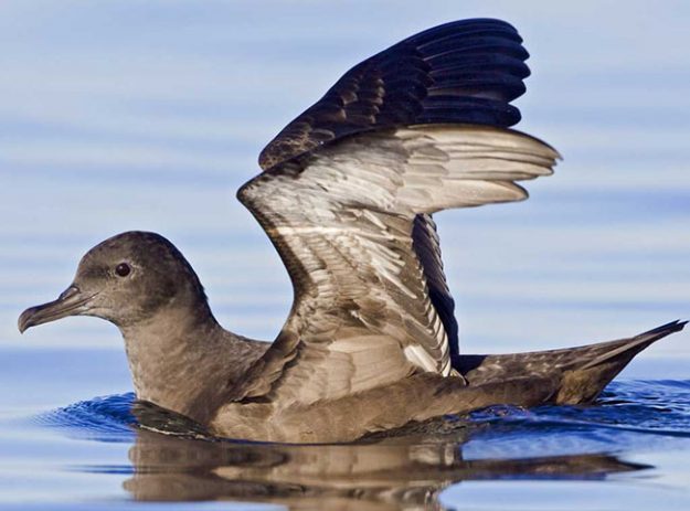 Sooty_Shearwater_b57-10-182_l_0