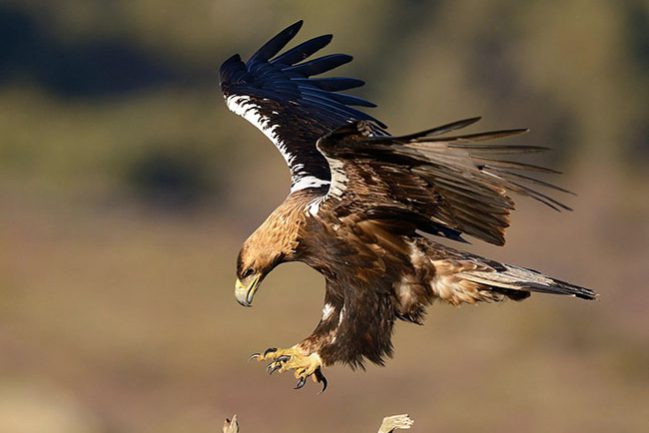 Spanish-Imperial_Eagle_Aquila_adalberti