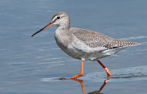 Spotted-Redshank_S1Q9885