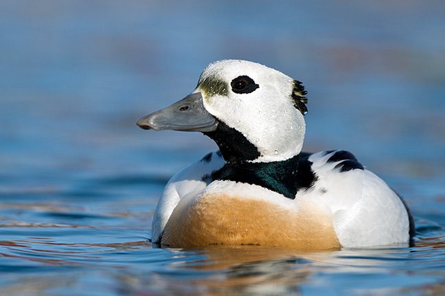 Stellers-Eider-2