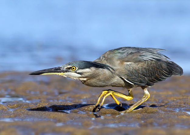Striated-Heron