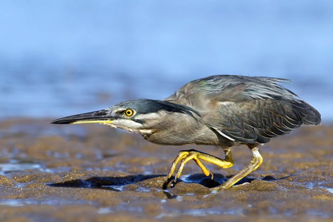Striated-Heron
