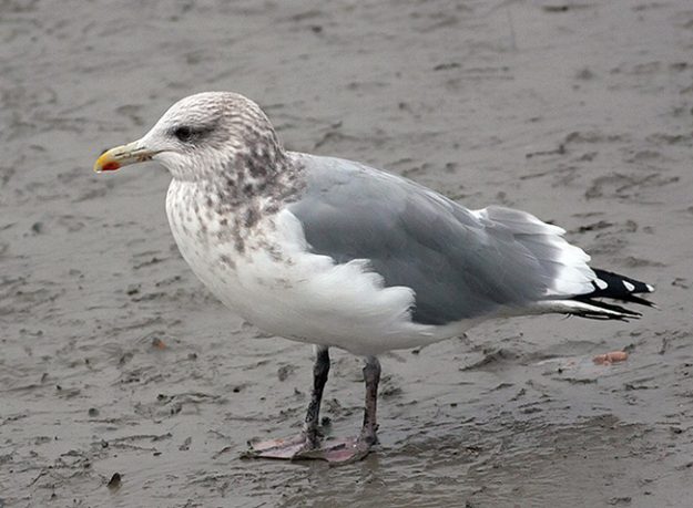 Vega-Gull_TE