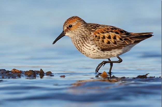 Western Sandpiper (Calidris mauri)