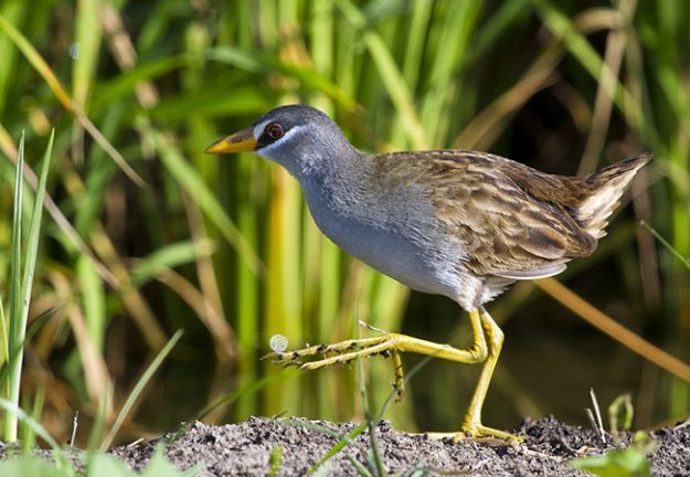White-browed-crake