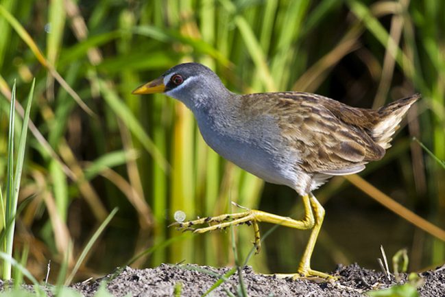 White-browed-crake